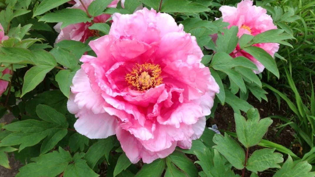 Pink flower in bloom with leaves and foliage surrounding it.