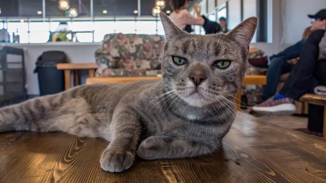 a cat laying on a coffee table