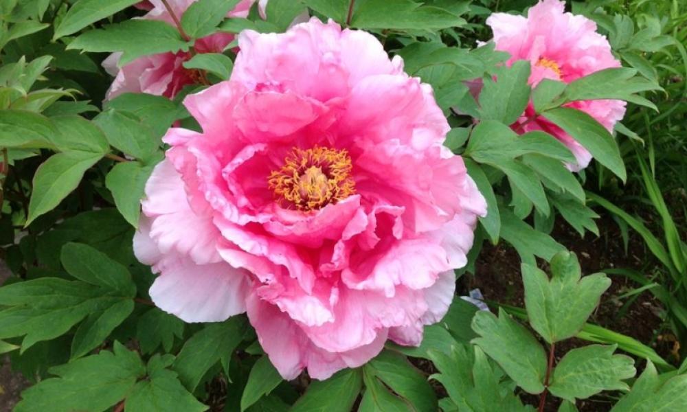 Pink flower in bloom with leaves and foliage surrounding it.