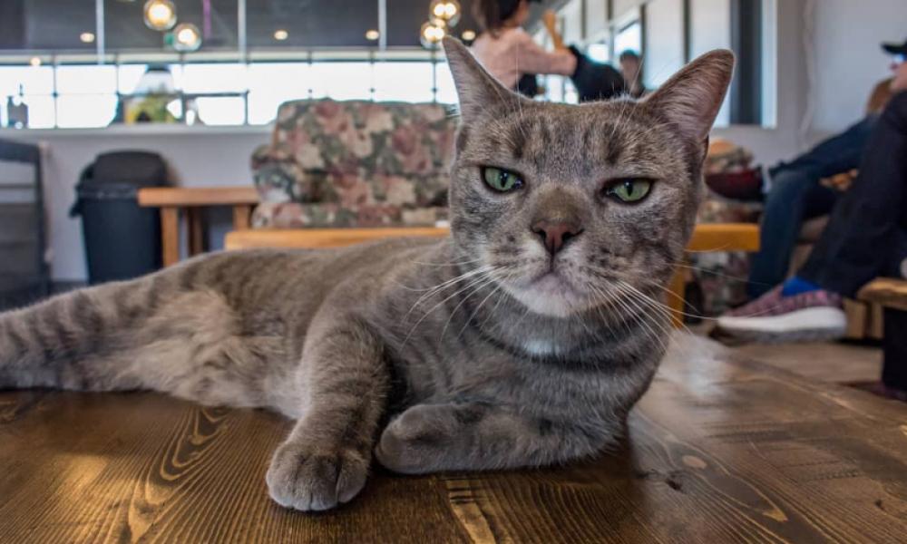 a cat laying on a coffee table