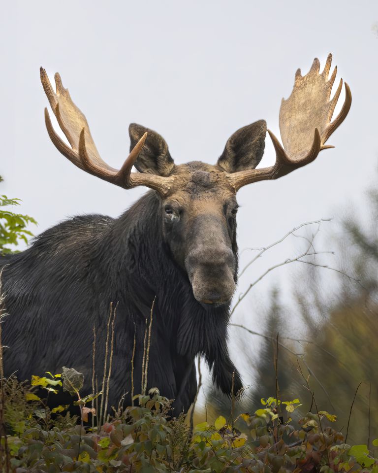 A massive moose walking towards the camera in a field of flowers.